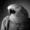 Spark Parrot